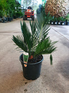 CYCAS REVOLUTA - SAGO PALM - Sydney's Plant Market