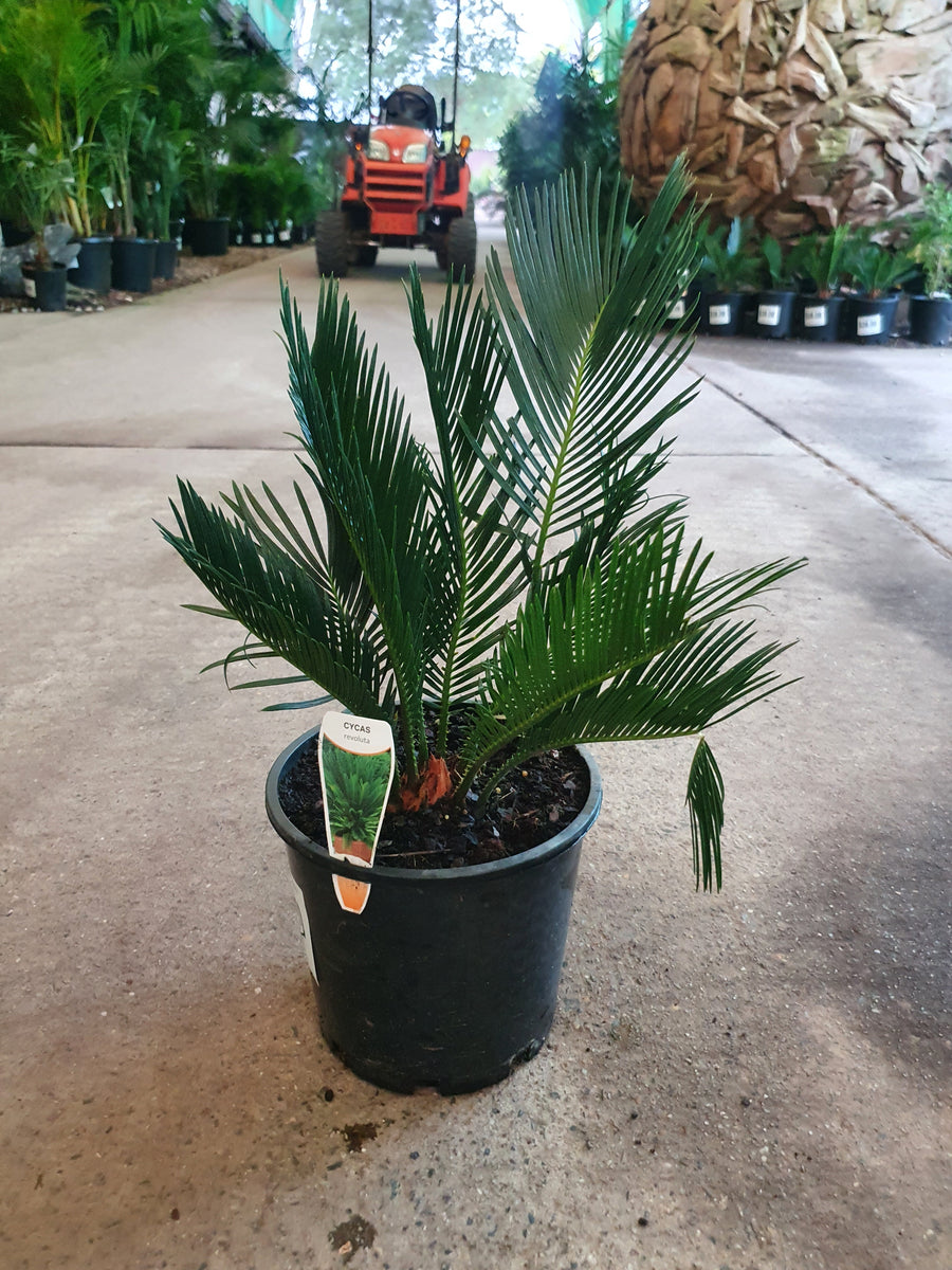 CYCAS REVOLUTA - SAGO PALM - Sydney's Plant Market