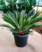 CYCAS REVOLUTA - SAGO PALM - Sydney's Plant Market