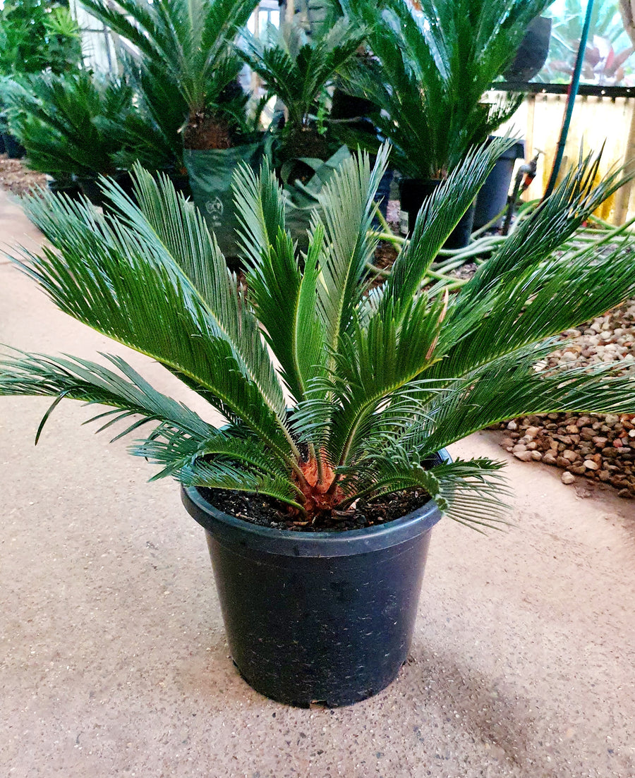 CYCAS REVOLUTA - SAGO PALM - Sydney's Plant Market
