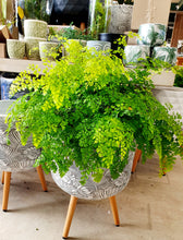 Load image into Gallery viewer, Maidenhair fern
