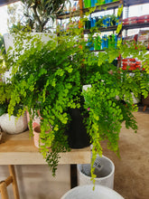 Load image into Gallery viewer, Maidenhair fern
