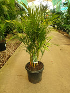 DYPSIS LUTESCENS ARECA PALM - GOLDEN CANE PALM - Sydney's Plant Market