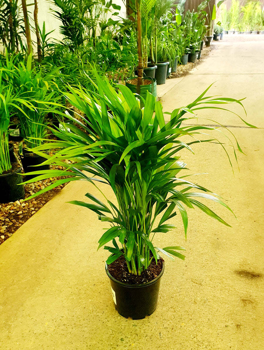 DYPSIS LUTESCENS ARECA PALM - GOLDEN CANE PALM - Sydney's Plant Market