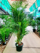 DYPSIS LUTESCENS ARECA PALM - GOLDEN CANE PALM - Sydney's Plant Market