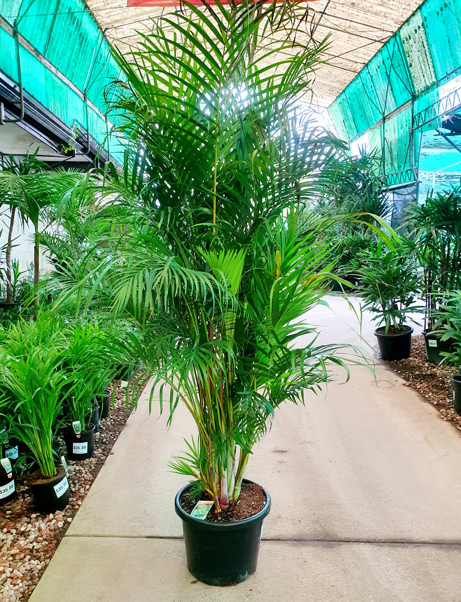 DYPSIS LUTESCENS ARECA PALM - GOLDEN CANE PALM - Sydney's Plant Market