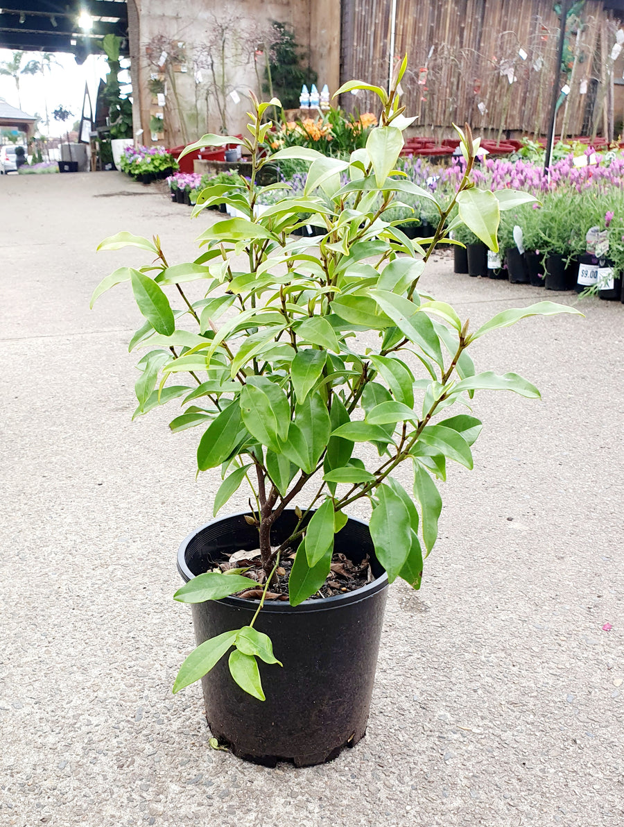 Michelia figo - Port wine magnolia - Sydney's Plant Market