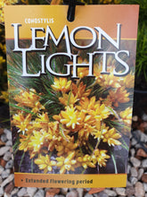 Load image into Gallery viewer, Conostylis setigera - Lemon Lights
