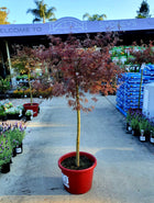 Acer palmatum - Dissectum Atropurpureum(Weeping Japanese Maple) - Sydney's Plant Market