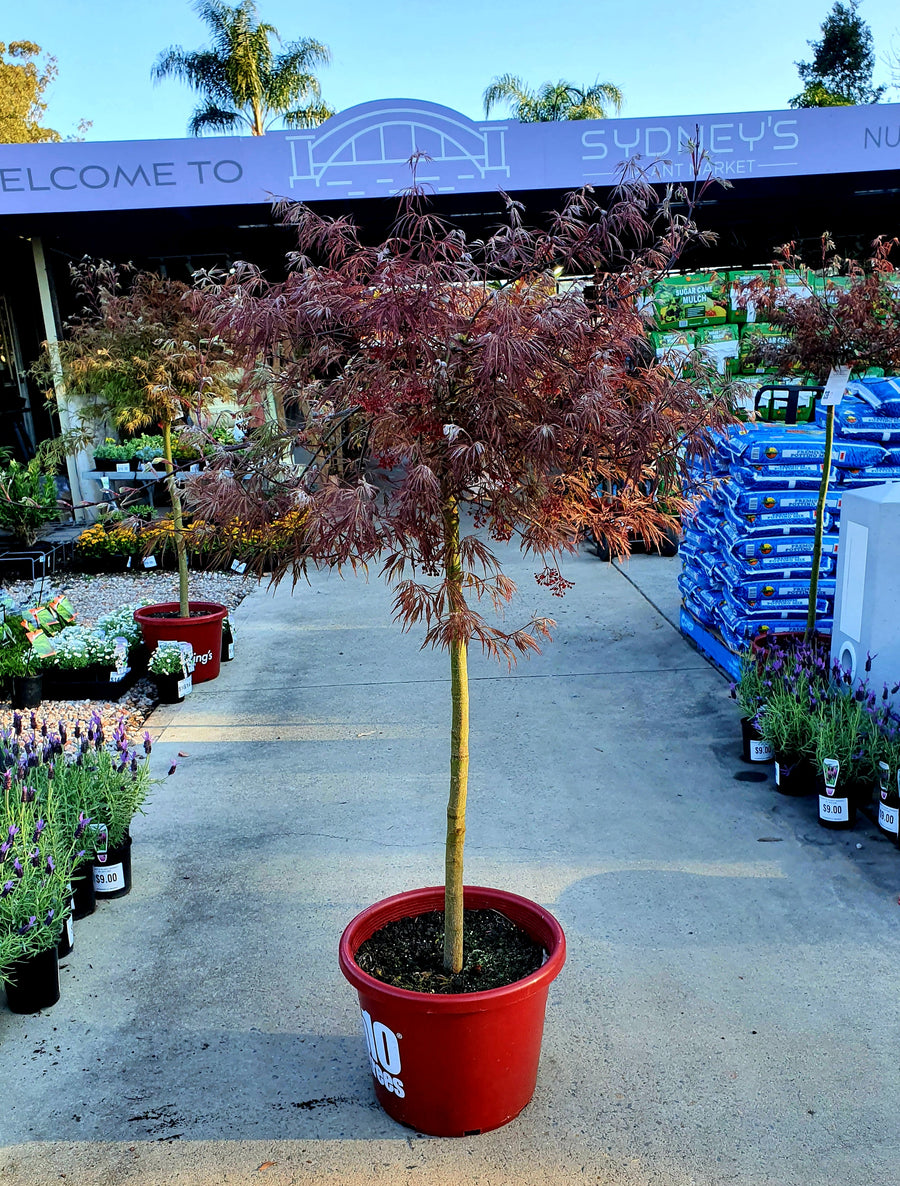 Acer palmatum - Dissectum Atropurpureum(Weeping Japanese Maple) - Sydney's Plant Market