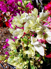 Load image into Gallery viewer, Bougainvillea - Assorted Colour
