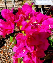 Load image into Gallery viewer, Bougainvillea - Assorted Colour
