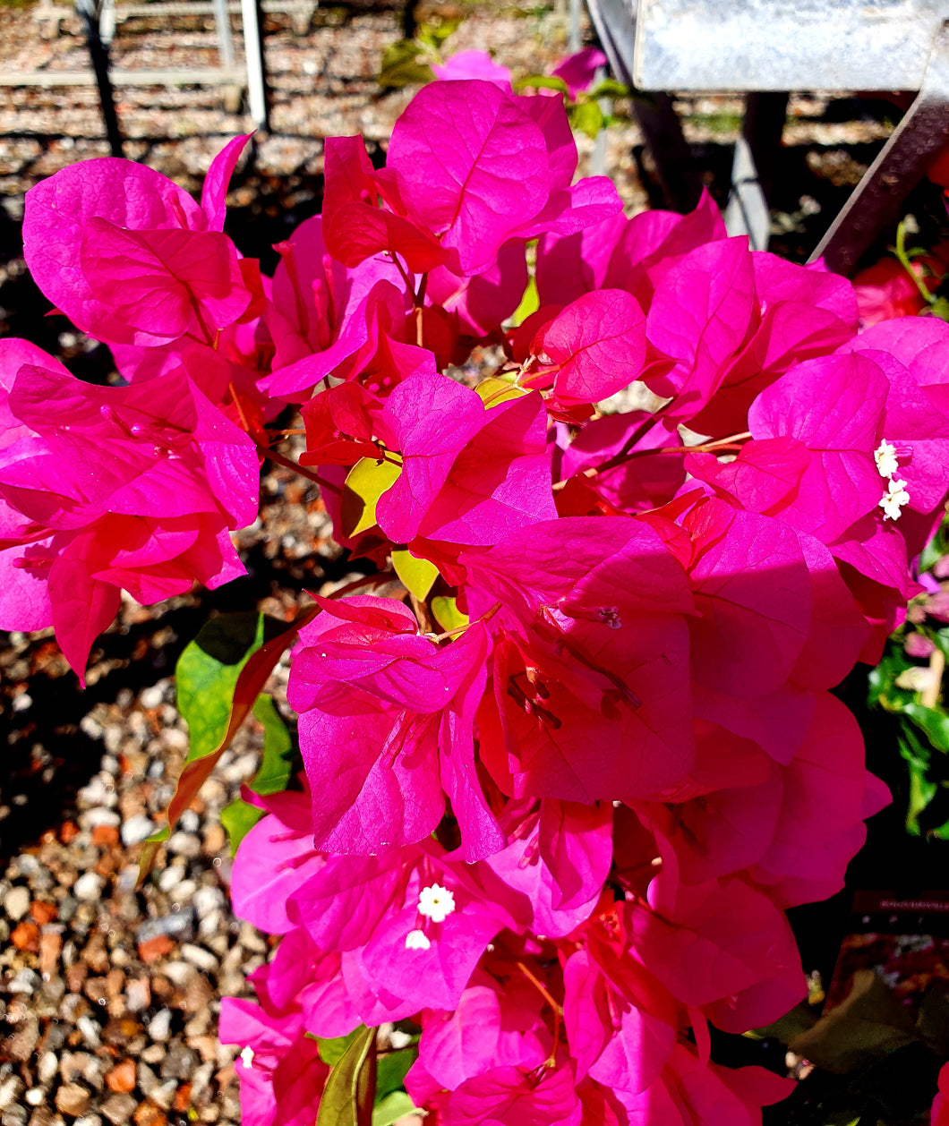 Bougainvillea - Assorted Colour