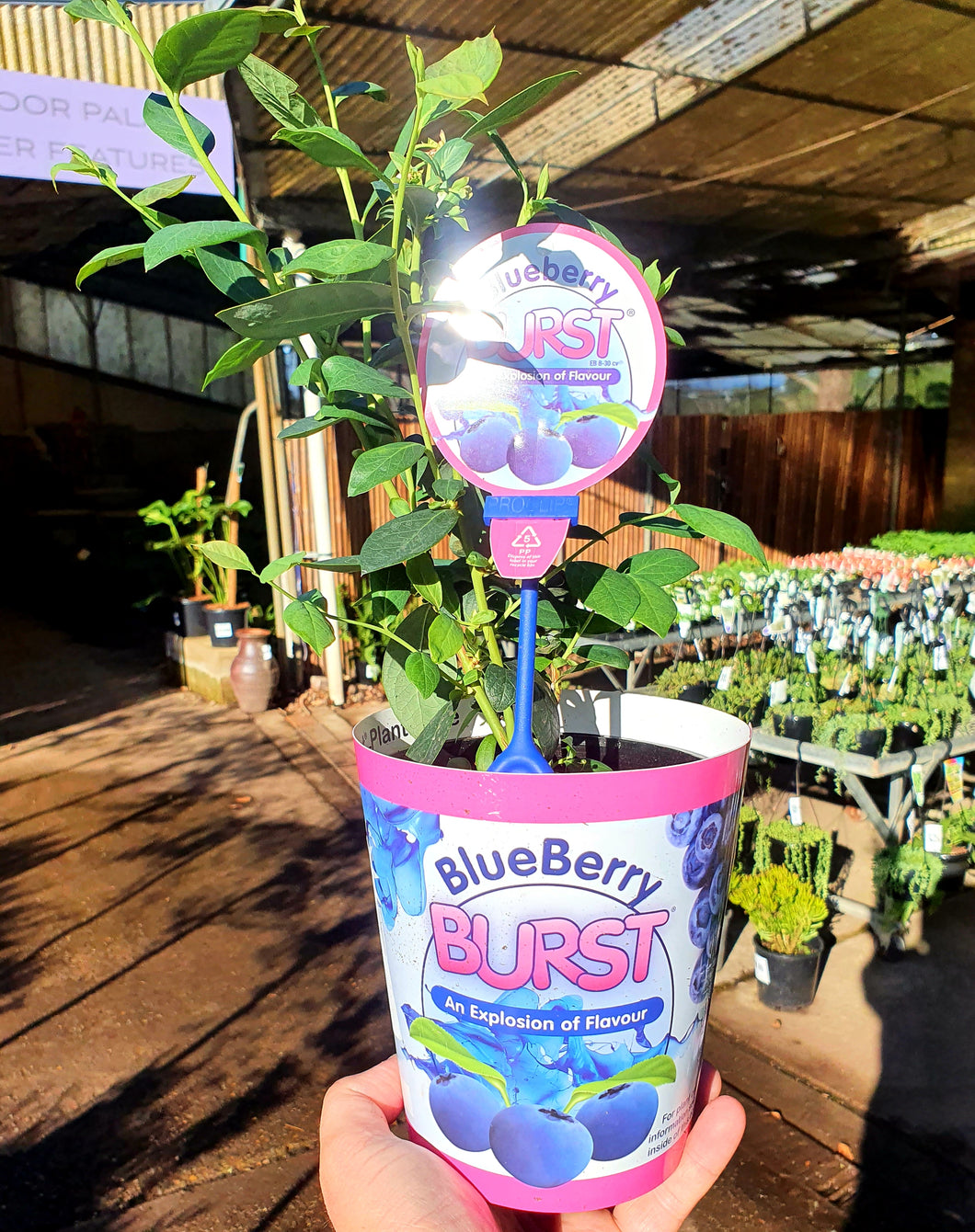 Blueberry Vaccinium hybrid