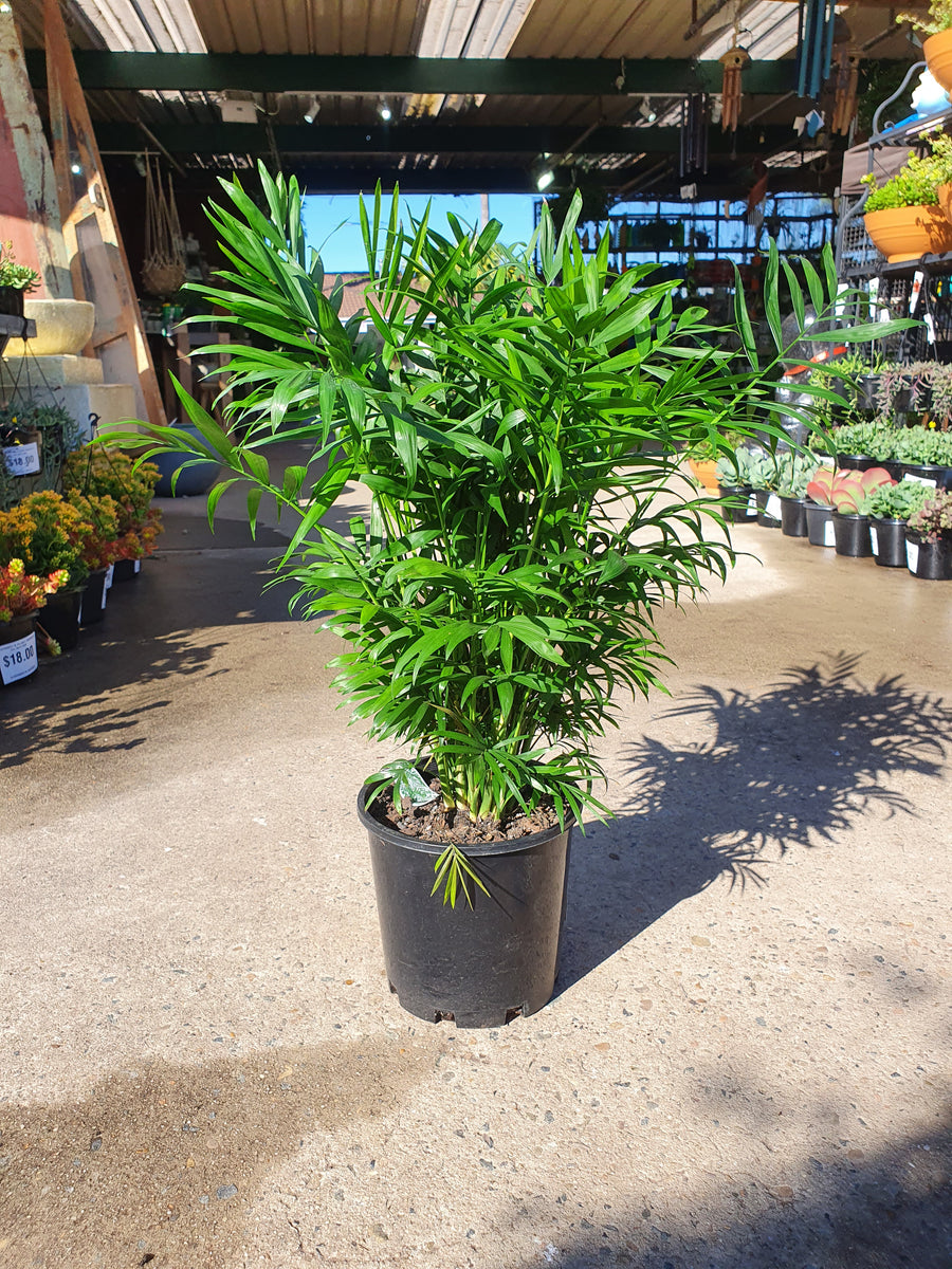 CHAMAEDOREA ELEGANS - PARLOUR PALM - Sydney's Plant Market
