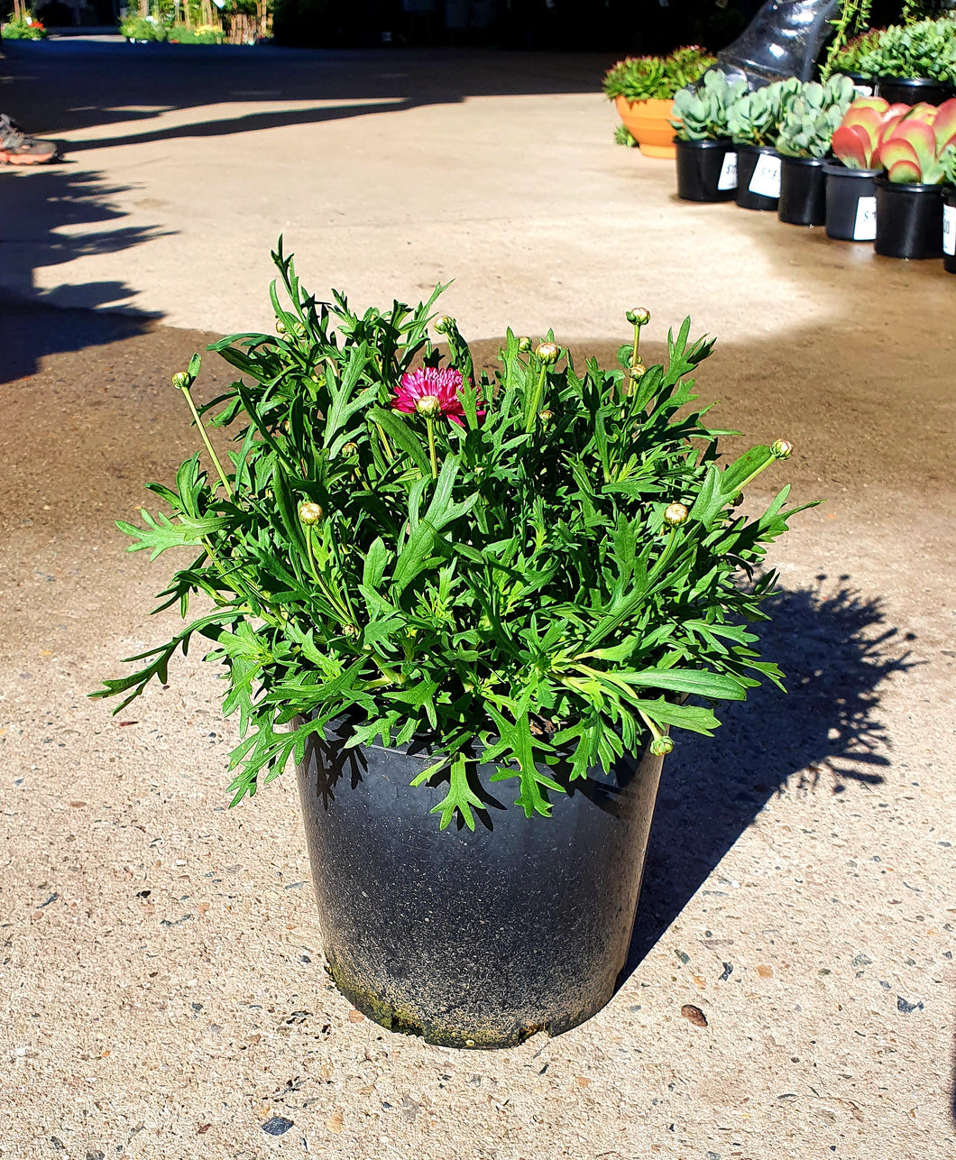 Argyranthemum frutescens - Federation Daisy (Assorted colours)
