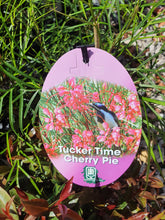 Load image into Gallery viewer, Grevillea - Tucker Time Cherry Pie
