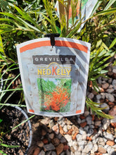 Load image into Gallery viewer, Grevillea - Ned Kelly
