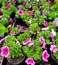 Load image into Gallery viewer, Petunia Perennial - Assorted
