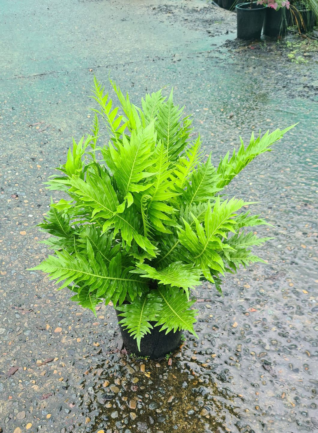 Blechnum Gibbum Silver Lady Fern