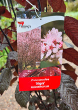 Load image into Gallery viewer, Flowering Plum - Prunus cerasifera - Nigra
