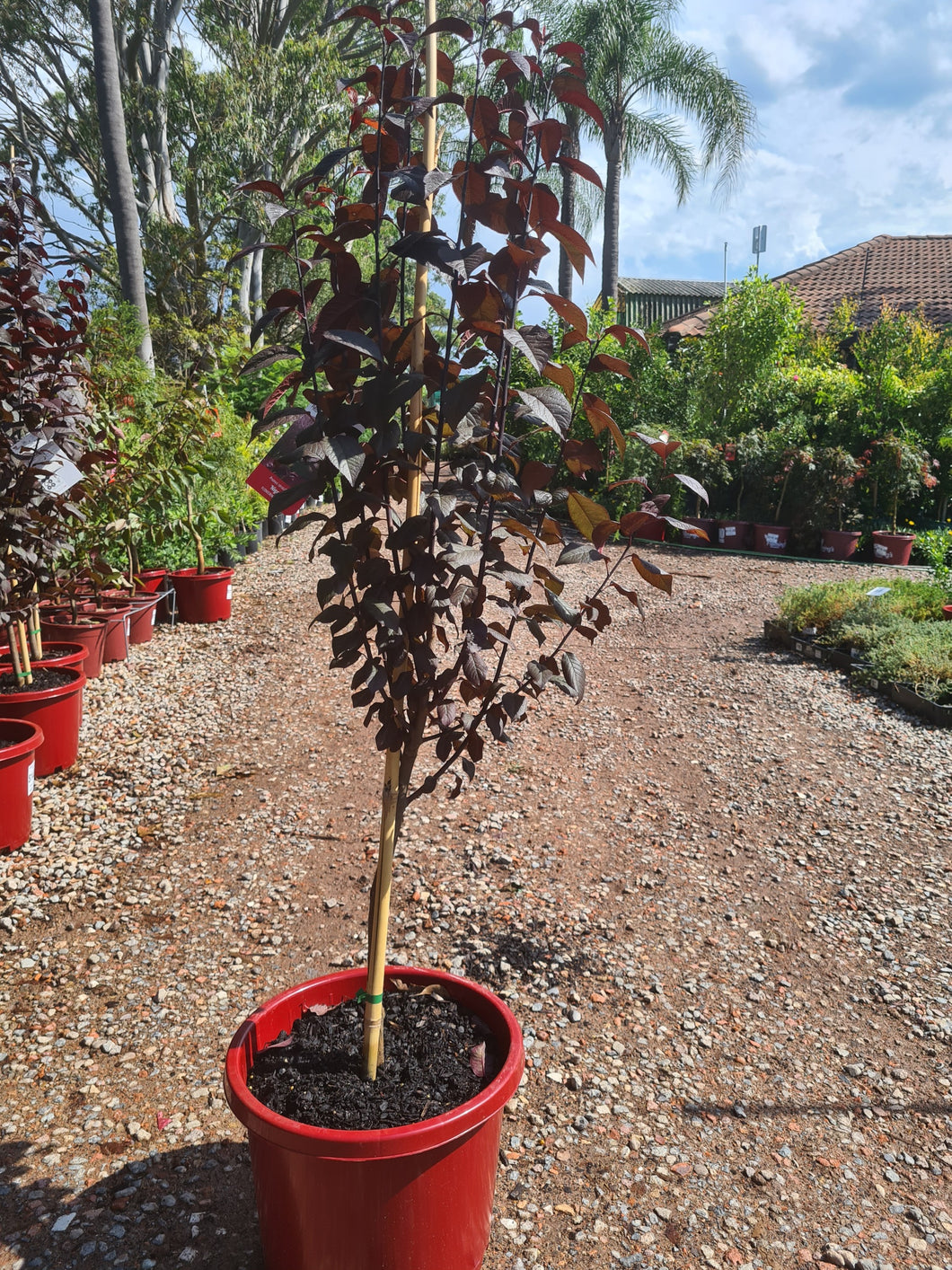 Flowering Plum - Prunus cerasifera - Nigra