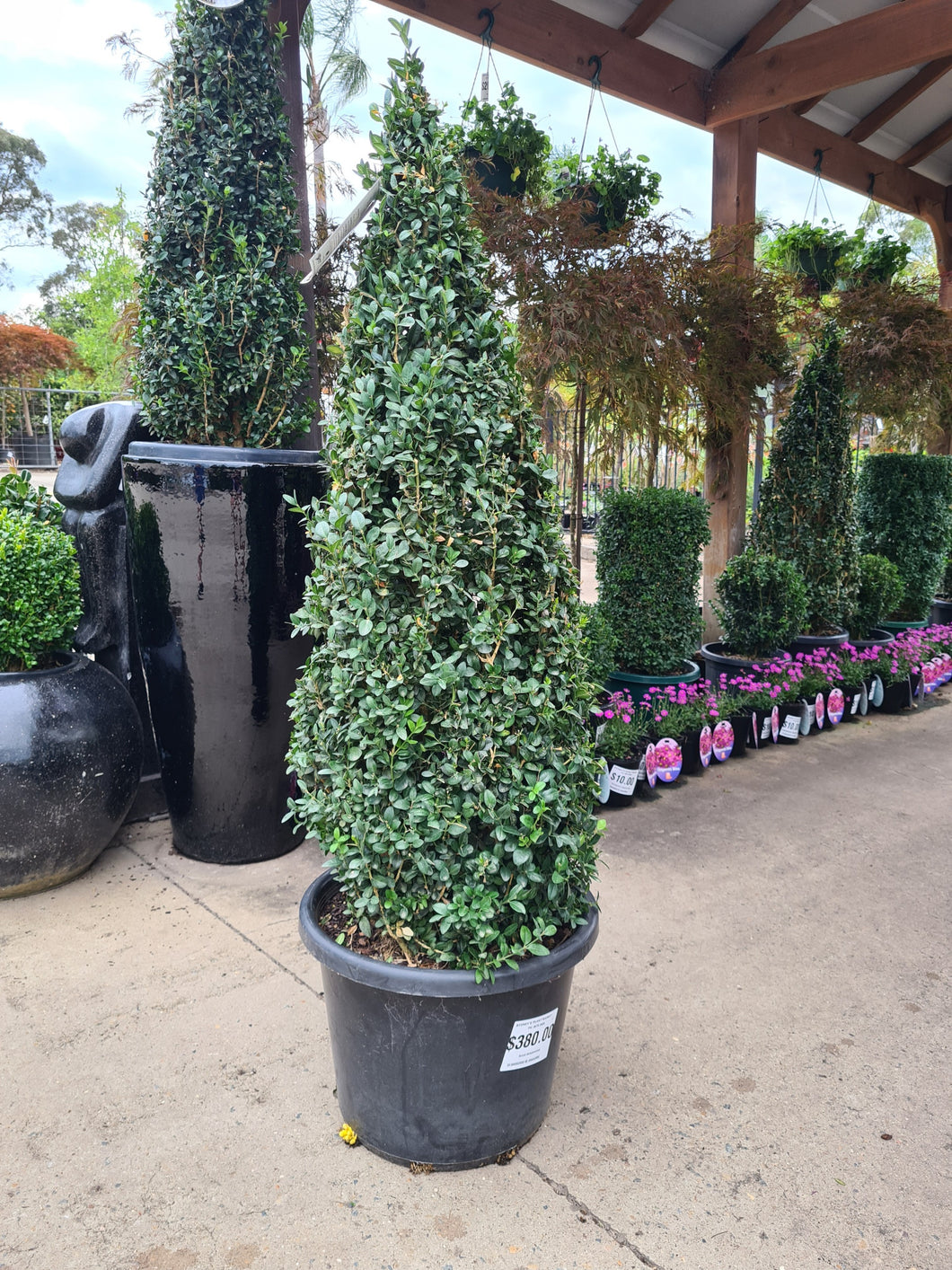 English Buxus Topiary Cone - buxus sempervirens