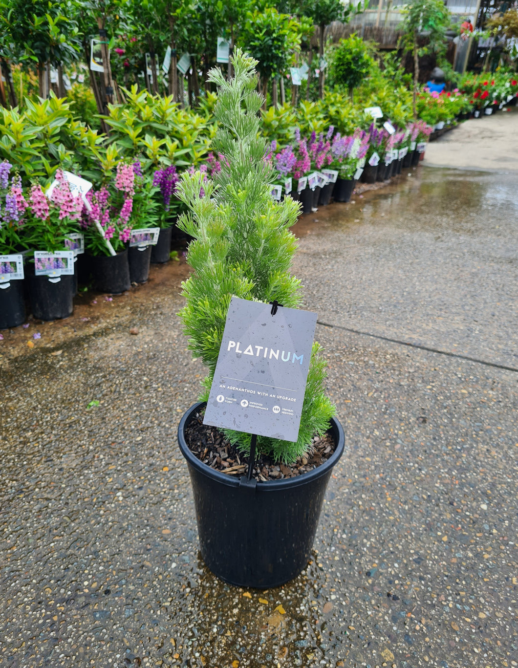 Adenanthos Sericeus Silver Streak (woolly bush) - platinum