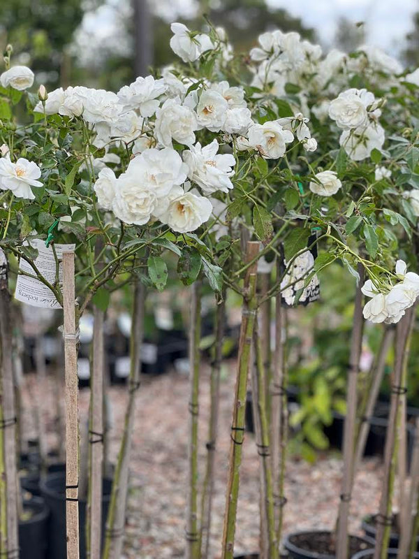 ICEBERG ROSE - WHITE STANDARD 3FT - Sydney's Plant Market
