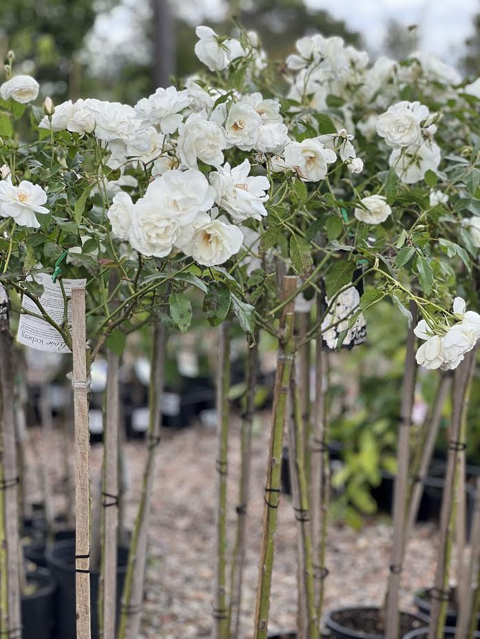 ICEBERG ROSE - WHITE STANDARD 3FT - Sydney's Plant Market