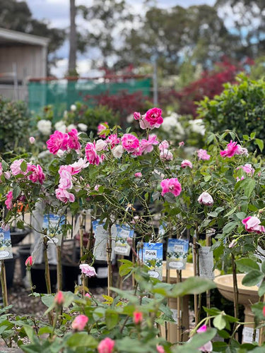 Standard Pink Iceberg Sydney's Plant Market