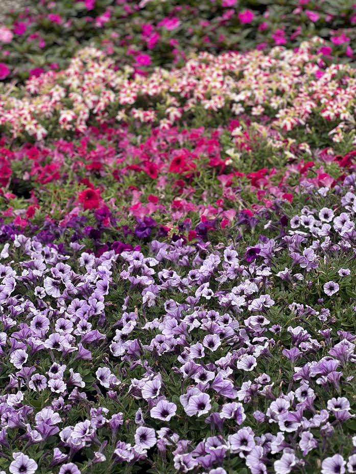 Perennial Petunias 140mm pot