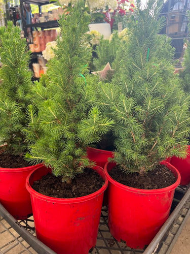 Xmas Tree Assorted sizes Sydney's Plant Market
