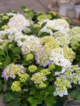 Load image into Gallery viewer, Hydrangea Macrophylla
