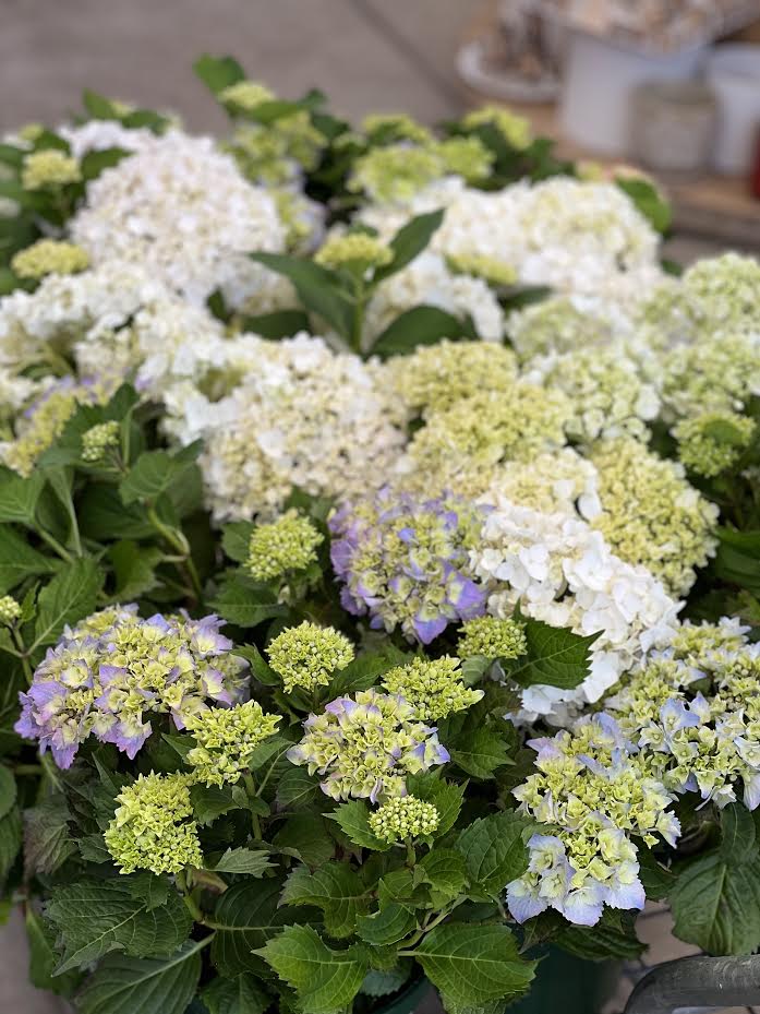 Hydrangea Macrophylla