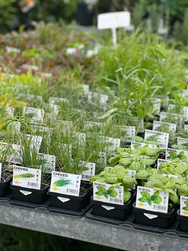 Mixed Herb & Vegetable - SEASONAL - Sydney's Plant Market
