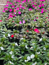 Load image into Gallery viewer, New Guinea Impatiens
