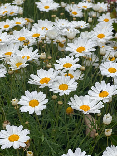 Federation Daisy's Assorted 200mm Sydney's Plant Market