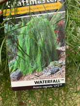 Load image into Gallery viewer, Acacia cognata - Waterfall Standard
