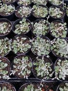 DICHONDRA 'SILVER FALLS' - Sydney's Plant Market