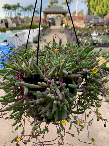 Ruby Necklace - Sydney's Plant Market