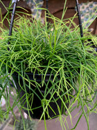 Rhipsalis - Sydney's Plant Market