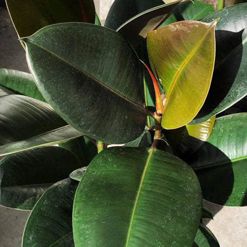 Ficus Elastica Robusta - Rubber Plant Sydney's Plant Market