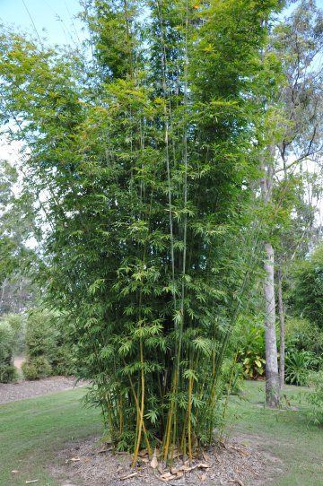 Bambusa textilis var. Gracilis - Slender Weaver Bamboo