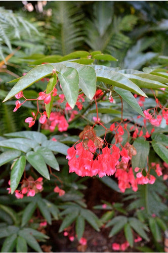 Begonia Coccinea - Orange Flower Sydney's Plant Market