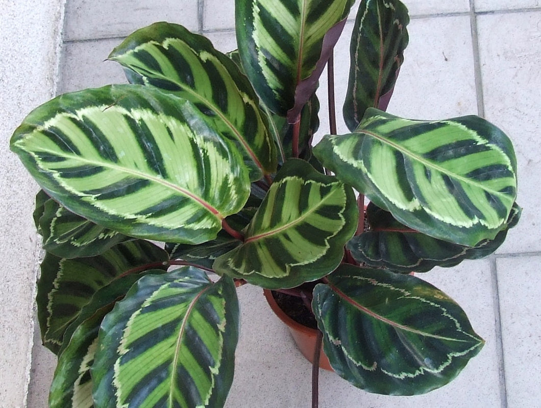 Calathea Illustris