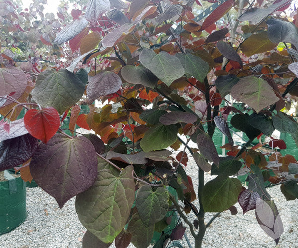 Cercis canadensis 'Forest Pansy' Sydney's Plant Market