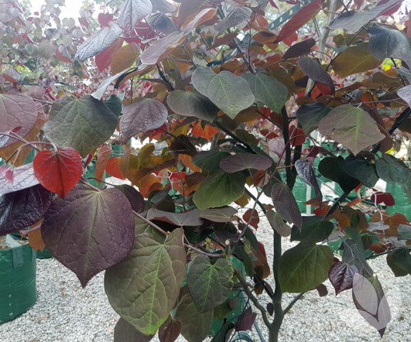 Cercis canadensis 'Forest Pansy'