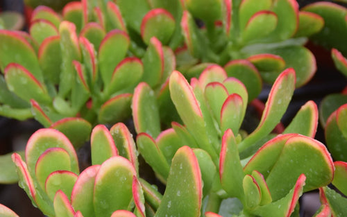 Crassula Dwarf Hummel Sydney's Plant Market