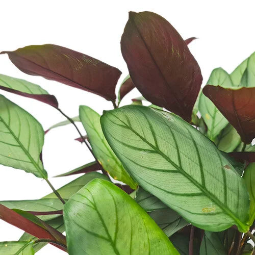 CTENANTHE GREY STAR Sydney's Plant Market